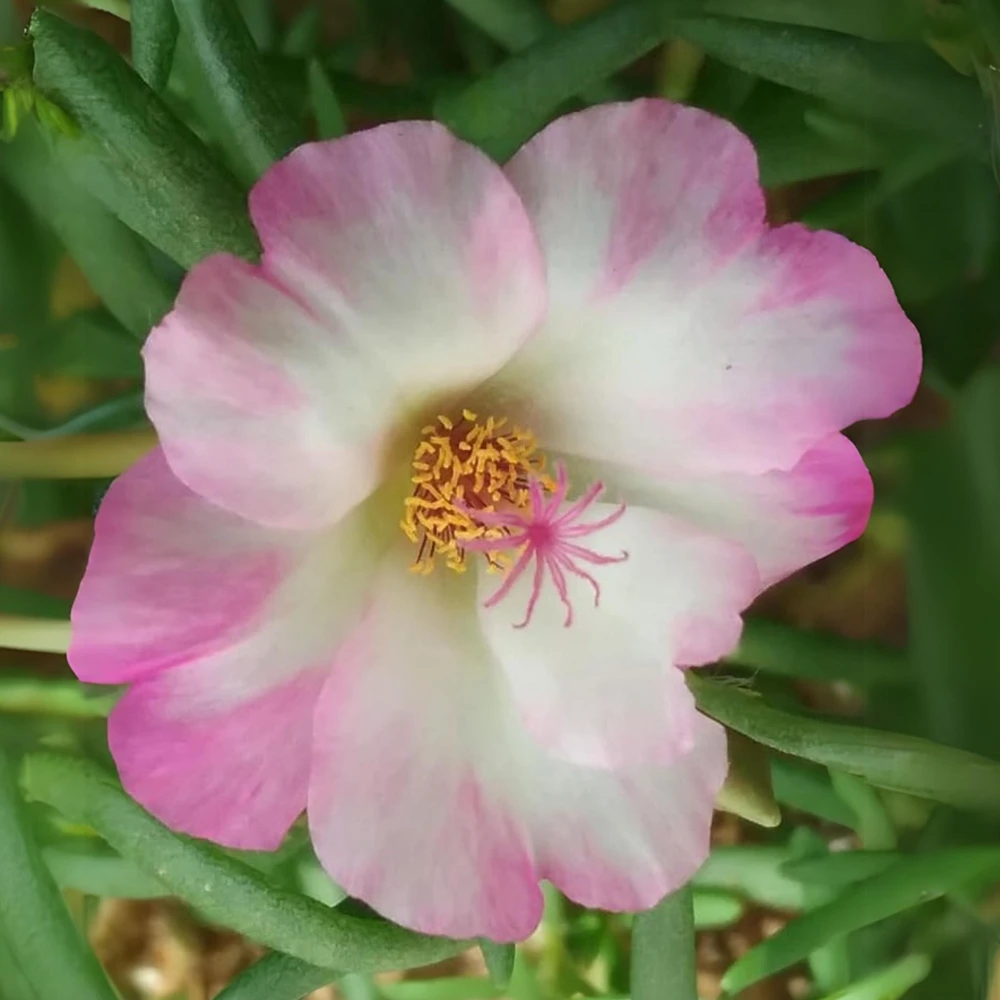 Moss Rose Seeds - Portulaca Grandiflora Double Mixed Color Blooms - 50 Seeds - Image 9