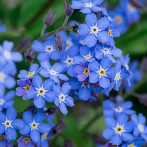 Myosotis alpestris Seeds - Alpine Forget Me Not - 30 Seeds - Compact Blue Blooms - Image 10