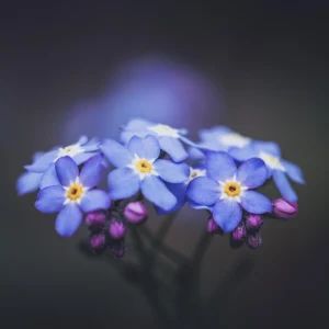 Myosotis alpestris Seeds - Alpine Forget Me Not - 30 Seeds - Compact Blue Blooms - Image 11