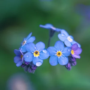 Myosotis alpestris Seeds - Alpine Forget Me Not - 30 Seeds - Compact Blue Blooms - Image 12