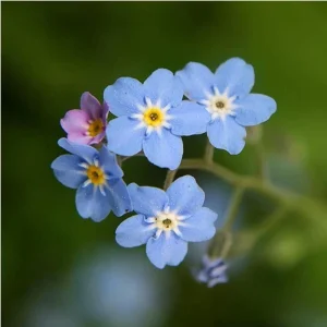 Myosotis alpestris Seeds - Alpine Forget Me Not - 30 Seeds - Compact Blue Blooms - Image 13