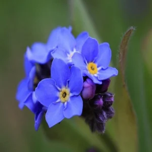 Myosotis alpestris Seeds - Alpine Forget Me Not - 30 Seeds - Compact Blue Blooms - Image 14