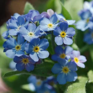 Myosotis alpestris Seeds - Alpine Forget Me Not - 30 Seeds - Compact Blue Blooms - Image 15