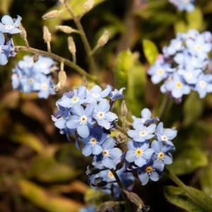 Myosotis alpestris Seeds - Alpine Forget Me Not - 30 Seeds - Compact Blue Blooms - Image 16