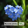 Myosotis alpestris Seeds - Alpine Forget Me Not - 30 Seeds - Compact Blue Blooms - Image 1