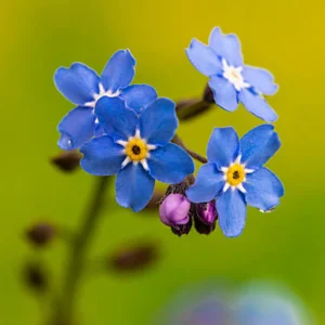 Myosotis alpestris Seeds - Alpine Forget Me Not - 30 Seeds - Compact Blue Blooms - Image 2