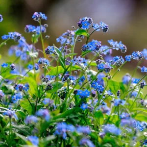 Myosotis alpestris Seeds - Alpine Forget Me Not - 30 Seeds - Compact Blue Blooms - Image 3