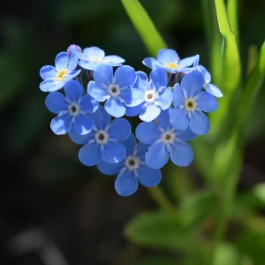 Myosotis alpestris Seeds - Alpine Forget Me Not - 30 Seeds - Compact Blue Blooms - Image 4