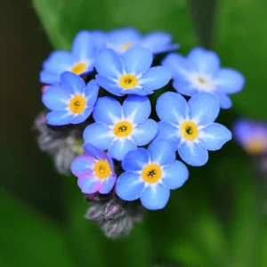 Myosotis alpestris Seeds - Alpine Forget Me Not - 30 Seeds - Compact Blue Blooms - Image 5