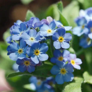 Myosotis alpestris Seeds - Alpine Forget Me Not - 30 Seeds - Compact Blue Blooms - Image 6