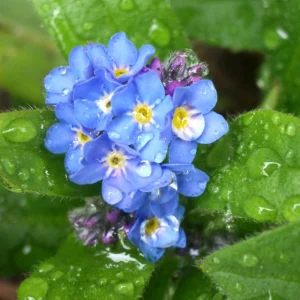 Myosotis alpestris Seeds - Alpine Forget Me Not - 30 Seeds - Compact Blue Blooms - Image 7