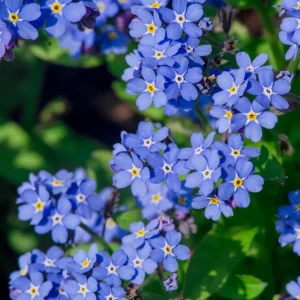 Myosotis alpestris Seeds - Alpine Forget Me Not - 30 Seeds - Compact Blue Blooms - Image 8