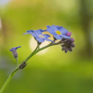 Myosotis alpestris Seeds - Alpine Forget Me Not - 30 Seeds - Compact Blue Blooms - Image 9
