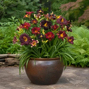 Near Black Daylily Seeds - Hemerocallis hybrida - 20 Seeds - Deep Purple Blooms - Image 2