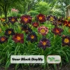 Near Black Daylily Seeds - Hemerocallis hybrida - 20 Seeds - Deep Purple Blooms - Image 1