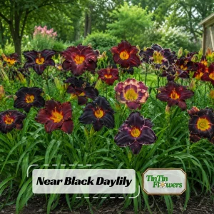 Near Black Daylily Seeds - Hemerocallis hybrida - 20 Seeds - Deep Purple Blooms - Image 1