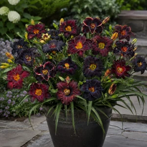Near Black Daylily Seeds - Hemerocallis hybrida - 20 Seeds - Deep Purple Blooms - Image 3