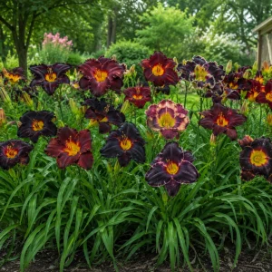 Near Black Daylily Seeds - Hemerocallis hybrida - 20 Seeds - Deep Purple Blooms - Image 5