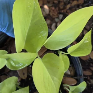 Neon Green Pothos Live House Plant 4