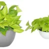 Neon Green Pothos Live House Plant 4" Pot – Tropical Indoor & Outdoor - Image 1