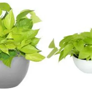 Neon Green Pothos Live House Plant 4" Pot – Tropical Indoor & Outdoor - Image 1