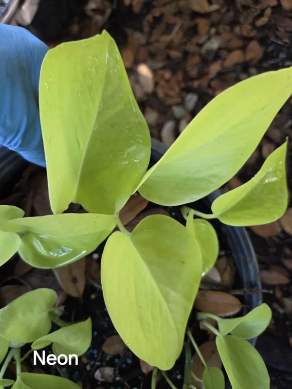 Neon Pothos Live Plant – Epipremnum Aureum – 4 inch Pot – Indoor & Outdoor - Image 2