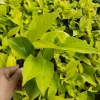 Neon Pothos Live Plant – Epipremnum Aureum – 4 inch Pot – Indoor & Outdoor - Image 1