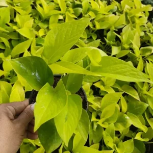 Neon Pothos Live Plant – Epipremnum Aureum – 4 inch Pot – Indoor & Outdoor - Image 1
