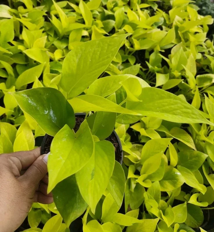 Neon Pothos Live Plant – Epipremnum Aureum – 4 inch Pot – Indoor & Outdoor - Image 1