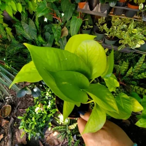 Neon Pothos Live Plant - Epipremnum Aureum in 4 inch Pot - Vibrant Lime Green Indoor/Outdoor Vine - Image 2