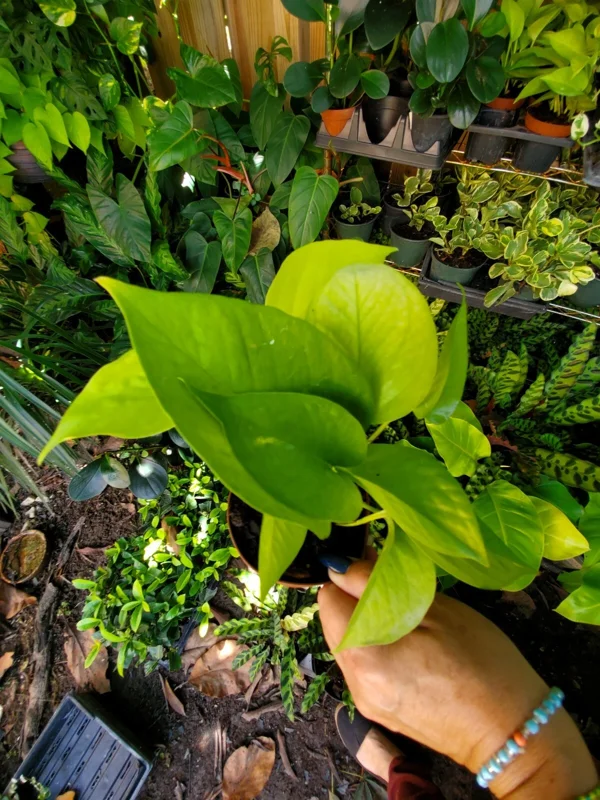 Neon Pothos Live Plant - Epipremnum Aureum in 4 inch Pot - Vibrant Lime Green Indoor/Outdoor Vine - Image 2