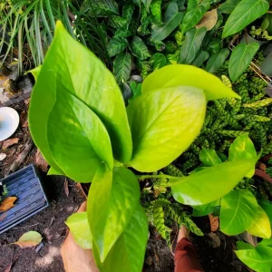Neon Pothos Live Plant - Epipremnum Aureum in 4 inch Pot - Vibrant Lime Green Indoor/Outdoor Vine - Image 3