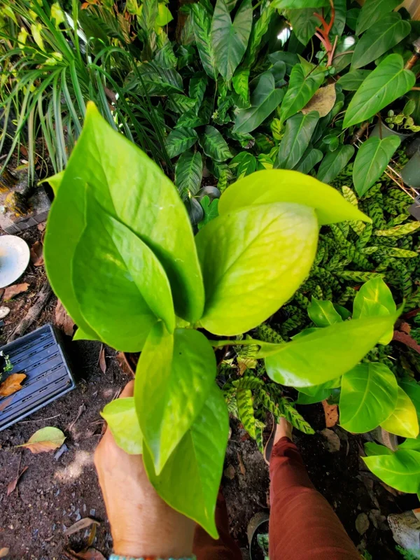 Neon Pothos Live Plant - Epipremnum Aureum in 4 inch Pot - Vibrant Lime Green Indoor/Outdoor Vine - Image 3