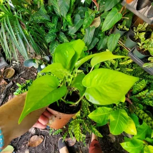 Neon Pothos Live Plant - Epipremnum Aureum in 4 inch Pot - Vibrant Lime Green Indoor/Outdoor Vine - Image 4