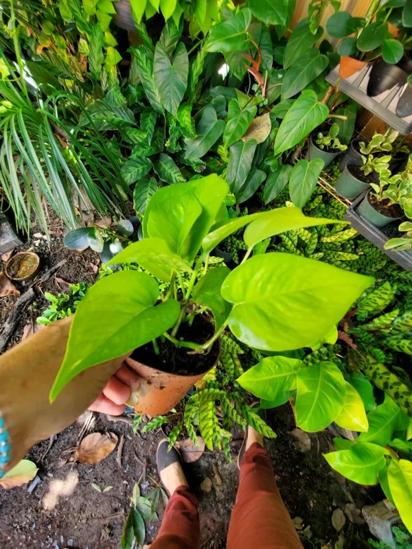 Neon Pothos Live Plant - Epipremnum Aureum in 4 inch Pot - Vibrant Lime Green Indoor/Outdoor Vine - Image 4