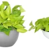 Neon Pothos Live Plant - Epipremnum Aureum in 4 inch Pot - Vibrant Lime Green Indoor/Outdoor Vine - Image 1
