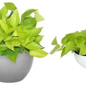 Neon Pothos Live Plant - Epipremnum Aureum in 4 inch Pot - Vibrant Lime Green Indoor/Outdoor Vine - Image 1