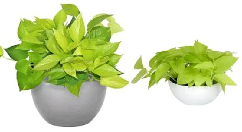 Neon Pothos Live Plant - Epipremnum Aureum in 4 inch Pot - Vibrant Lime Green Indoor/Outdoor Vine - Image 1