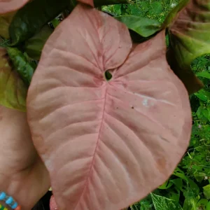 Neon Robusta Syngonium Live Plant - Pink Arrowhead Vine in 4