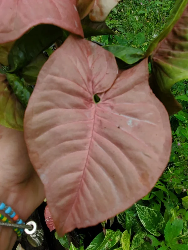 Neon Robusta Syngonium Live Plant - Pink Arrowhead Vine in 4" Pot - Indoor/Outdoor - Image 1
