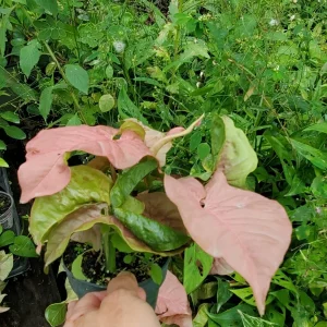 Neon Robusta Syngonium Live Plant - Pink Arrowhead Vine in 4