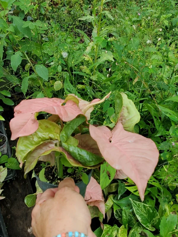 Neon Robusta Syngonium Live Plant - Pink Arrowhead Vine in 4" Pot - Indoor/Outdoor - Image 2