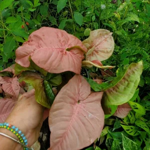 Neon Robusta Syngonium Live Plant - Pink Arrowhead Vine in 4