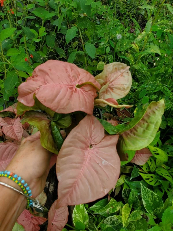 Neon Robusta Syngonium Live Plant - Pink Arrowhead Vine in 4" Pot - Indoor/Outdoor - Image 3