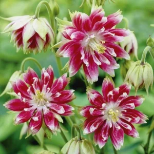 Nora Barlow Columbine Seeds - Double Pink & Green Blooms - 25 Seeds - Image 10