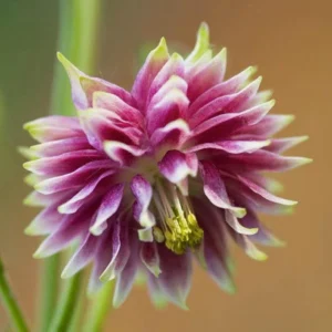 Nora Barlow Columbine Seeds - Double Pink & Green Blooms - 25 Seeds - Image 11