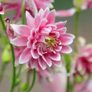 Nora Barlow Columbine Seeds - Double Pink & Green Blooms - 25 Seeds - Image 12