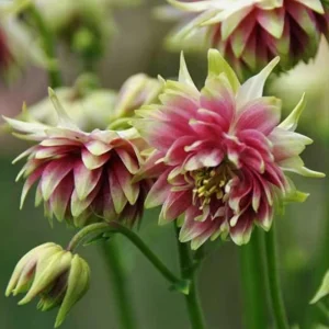 Nora Barlow Columbine Seeds - Double Pink & Green Blooms - 25 Seeds - Image 13