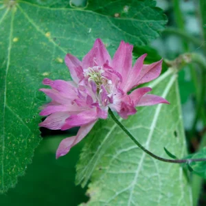 Nora Barlow Columbine Seeds - Double Pink & Green Blooms - 25 Seeds - Image 14