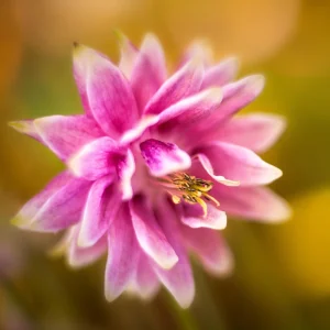Nora Barlow Columbine Seeds - Double Pink & Green Blooms - 25 Seeds - Image 15